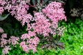 Delicate small pink flowers and purple leaves of Sambucus Black Beauty tree, known as elder or elderberry in a sunny spring garden Royalty Free Stock Photo