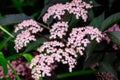 Delicate small pink flowers and purple leaves of Sambucus Black Beauty tree, known as elder or elderberry in a sunny spring garden Royalty Free Stock Photo