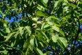 Delicate small vivid green ripe walnut and large leaves in tree, in direct sunlight in a garden in a sunny summer day, beautiful