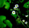 Delicate small white flowers with green and black abstract background