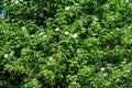 Delicate small white flowers and green leaves of Sambucus Black Beauty tree, known as elder or elderberry in a sunny spring garden Royalty Free Stock Photo