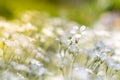 Delicate small white flowers in sunlight on a beautiful background. Royalty Free Stock Photo