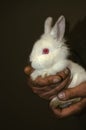Delicate small white rabbit in the rough, but tenderly embracing the hands of man