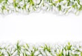 Delicate snow drops arranged as rows on white background first of march celebration concept Royalty Free Stock Photo