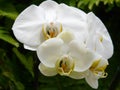 Delicate snow-white orchid flowers Royalty Free Stock Photo
