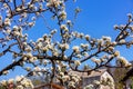Snow-white blossoming apple trees against the blue sky and the roof of the house in blur, selective focus