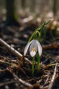 Single Delicate Snowdrop Flower Blooming in Spring Forest Royalty Free Stock Photo