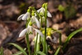 Delicate Snowdrop flower is one of the spring symbols .Snowdrop spring flowers.The first early snowdrop flower.White snowdrop Royalty Free Stock Photo