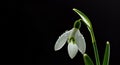 Close up of a snowdrop flower with water droplets against a stark black background in a studio setting Royalty Free Stock Photo