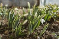 Delicate Snowdrop flowers have grown on friable soil in january