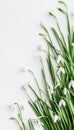 Delicate snowdrop flowers and lush green grass create a refreshing spring mood in a flat lay design Royalty Free Stock Photo