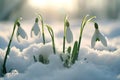 Delicate snowdrops emerging through snow in soft morning light. a symbol of spring arrival. nature awakening. backlit