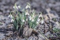 Delicate snowdrops in last year`s foliage, sunny day. Concept of the first spring plants, seasons, weather Royalty Free Stock Photo