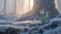 Delicate Snowdrops in a Misty Dawn Forest Royalty Free Stock Photo