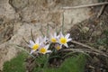 Delicate snowdrops in the Persian mountains