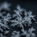 Delicate snowflakes with intricate crystalline structures resting on a dark surface. Royalty Free Stock Photo