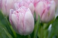 Delicate, soft, delicate pink Tulip with green leaves close-up. Beautiful spring flowers in a bouquet. The variety of tulips Royalty Free Stock Photo