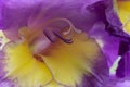 Delicate soft gladiollus macro flower yellow and purple color as floral bacdrop Royalty Free Stock Photo