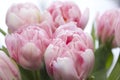 Delicate, soft, delicate pink Tulip with green leaves close-up. Beautiful spring flowers in a bouquet. The variety of tulips Royalty Free Stock Photo