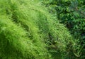 Delicate soft very fine foliage of tamarisk on a sunny day. Perfect gentle concept of a natural background