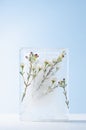 Delicate soft white sakura flowers on green branch frozen in ice block on frosty light blue wall, wood table as abstract spring. Royalty Free Stock Photo