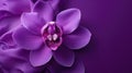 delicate solid background purple Royalty Free Stock Photo