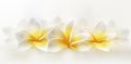 Delicate spa plumeria or frangipani on whiye background. Horizontal realistic vector illustration