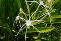 Head-on close-up of a beautiful white Spider Lilies in Mexico