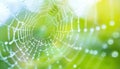 Dew-covered spider web glistening in morning light against a blurred green background Royalty Free Stock Photo