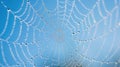 The spider web with dewdrops.AI generated image Royalty Free Stock Photo