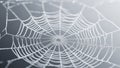 Delicate spider web covered in tiny water droplets on a soft gray background intricate Royalty Free Stock Photo