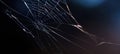 The delicate spider web glistens in the shadows of twilight. AI generated image Royalty Free Stock Photo