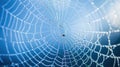 The delicate spiderweb.AI generated image Royalty Free Stock Photo