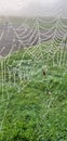 A delicate spiderweb covered in dew drops. Royalty Free Stock Photo