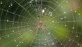Delicate spiderweb with dew drops, nature\'s intricate art, Stock Photo, Generative AI
