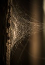 Delicate Spiderweb with Dew Drops at Night Royalty Free Stock Photo