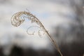 Delicate spirals of pampas grass