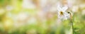 Delicate spring background with white daffodil on blurred background, place for text, copy space_