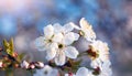 Delicate Spring Blossoms: A Macro View of White Cherry Flowers in Full Bloom AI-Generated Image Royalty Free Stock Photo