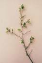 Delicate spring branch with budding leaves against a soft pink background