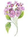 Delicate spring floral illustration. Beautiful lilac hydrangea Royalty Free Stock Photo