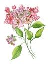 Delicate spring floral illustration. Beautiful pink hydrangea flowers on a twig with green leaves isolated on white background.