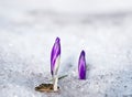 Delicate spring flowers of blue crocus breaking through thawed snow. Close-up. Royalty Free Stock Photo