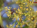 Delicate Spring flowers covered with rain drops. Royalty Free Stock Photo