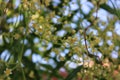 Delicate Spring flowers covered with rain drops. Royalty Free Stock Photo