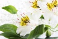 Delicate spring flowers green leaves white background