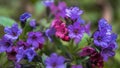 Delicate spring flowers of lungwort. Wild spring forest flowers