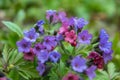 Delicate spring flowers of lungwort. Wild spring forest flowers