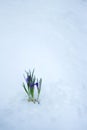 Delicate spring flowers make their way from under the snow in winter.