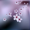 Delicate spring flowers, wild cherries on branch of cherry tree. Cherry blossoms of japanese sakura. Royalty Free Stock Photo